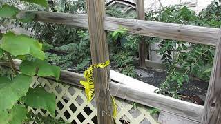 Abandoned historical St Elizabeths Catholic Church in East St Louis Illinois