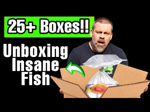 Unboxing Live Tropical Fish From Asia - 25 Boxes of AWESOME Fish