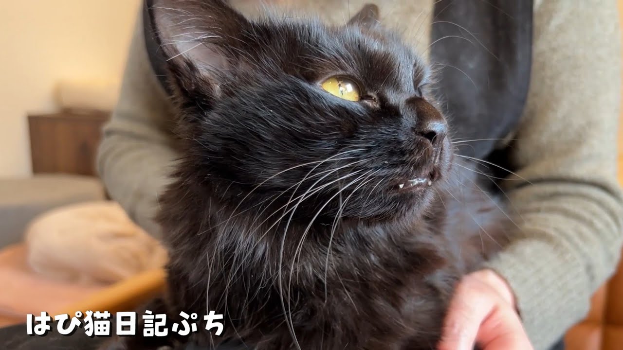 FIP治療の先輩になったモカが教えてくれたこと🍀