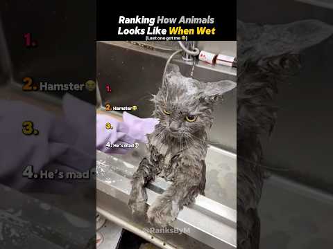 Ranking How Animals Look When Wet😭