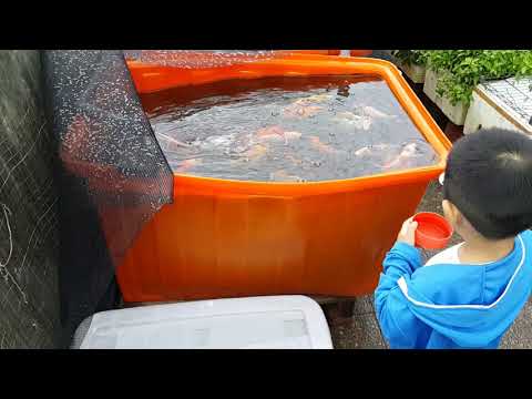 普力桶養魚
