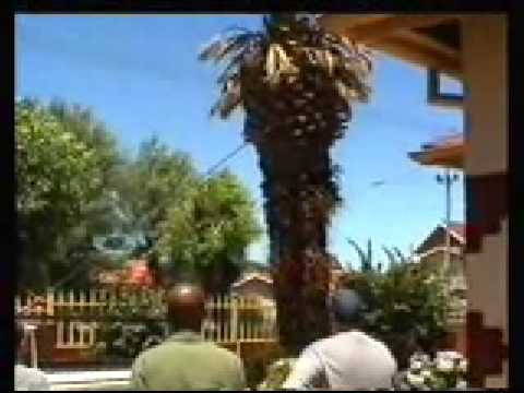 How Not To Remove A Palm Tree From Your Yard