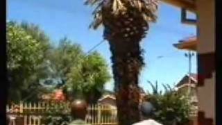 How Not To Remove A Palm Tree From Your Yard