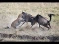 Incredible Video Of Mother Wildebeest Defending Young From Hungry Leopard