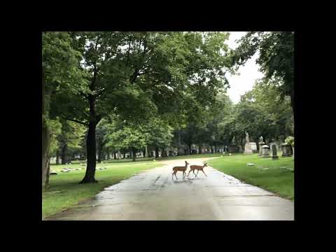 Historical Rosehill Cemetary in Chicago - Tour
