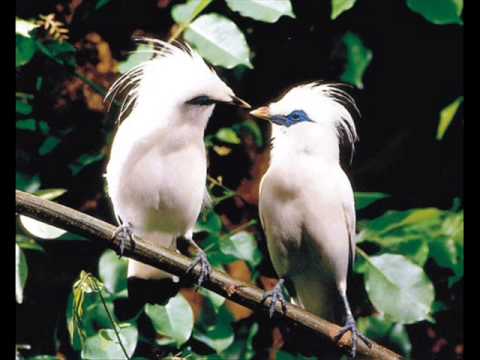 Udhin Pansel   Jala Rambanna Bantaeng