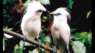 Download lagu Udhin Pansel   Jala Rambanna Bantaeng mp3