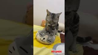 Download lagu Profil American Shorthairs yang anda harus tahu mp3