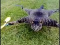 Flying Stuffed Helicopter Drone Cat