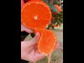 Orange Juice Fresh Shorts