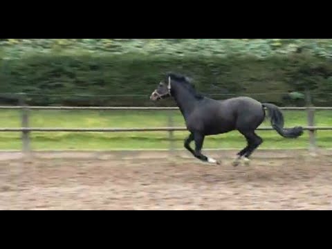 Samstags im Gestüt Hämelschenburg - 28.11.2020