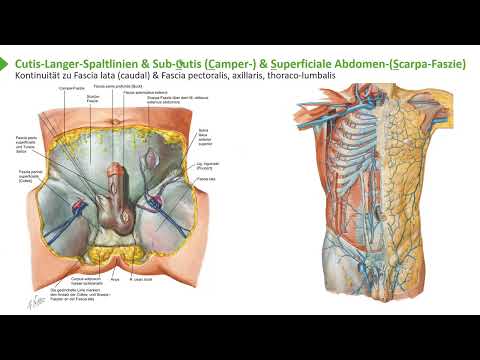 Anatomie I Brust- und Bauchwand: Porto- und Kavokavale Anastomosen I  Prof. Dr. med. Wirth