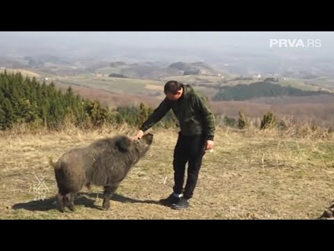 EXPLOZIV - Divlji vepar Gile odomaćio se kod porodice Avramović! | PRVA