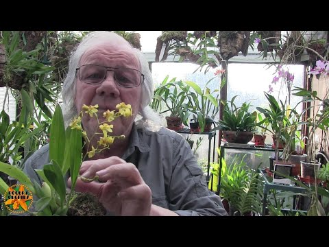 My Sunday Orchid Chat - Just a General Chat, No Specific Topic