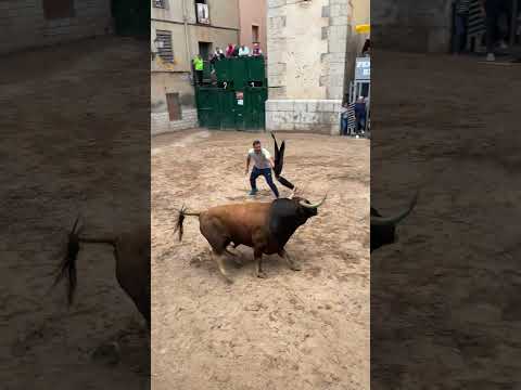 ¡Toro cerril con cuernos impresionantes! #toro #bull #toros  #figueroles