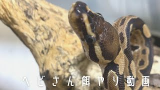【ヘビさん餌やり動画 】