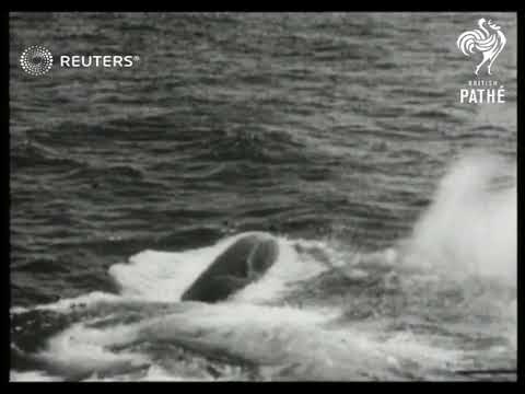 Whaling with new harpoon gun in the Indian Ocean (1937)