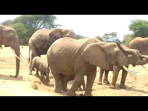 Herd of elephants (with baby elephants!) at Selenkay Conservancy