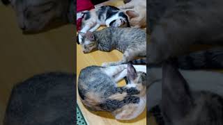 Download lagu four kittens 🐱🐱🐱🐱 mp3