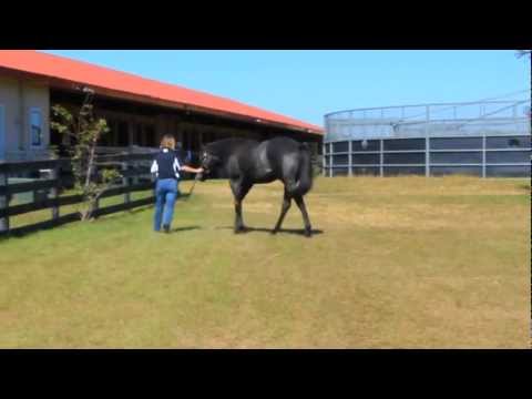 Unbridled's Song - Diplomat Lady