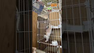 まだまだ健脚！機敏な社長ジャンプ　#Shorts #猫 #ねこ #ゲーセン #ジスタ