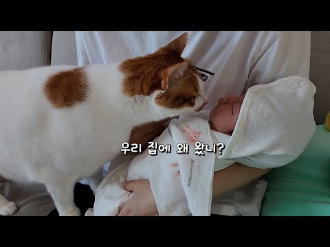 고양이가 처음으로 아기 집사를 봤을 때 반응은?