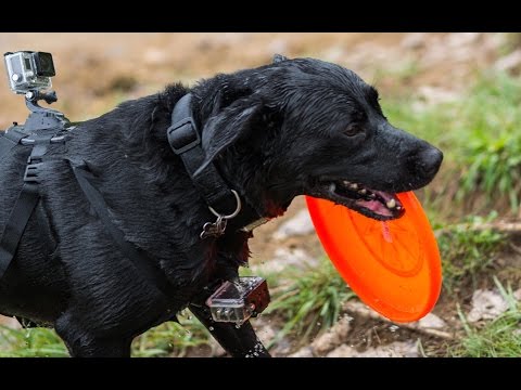 Fetch by GoPro - POV Dog Harness