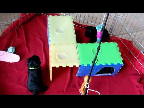 Affenpinscher puppy for sale