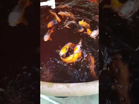 Oh Lord my Love my Delight #GalenCrew