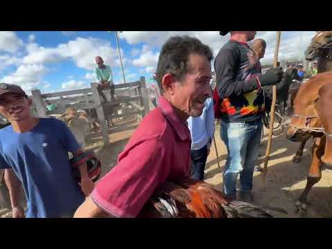 Feira de Gado em Dois Riachos - AL 30 - 09 - 2026 #nordeste 