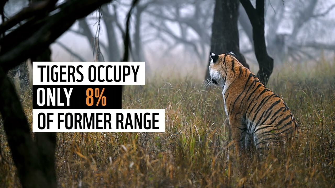 Protect tigers: With poachers on their tails, will you show tigers you’ve got their back? | WWF