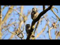 Two Pairs Of Little Owls Calling Leicestershire 11 3 2012