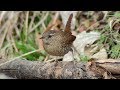Winter wren call sounds as flying away, after foraging on ice