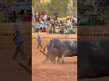 The shocking bullfighting scene, the bulls bet on the duel of honor#bull #animals#fyp #satisfying
