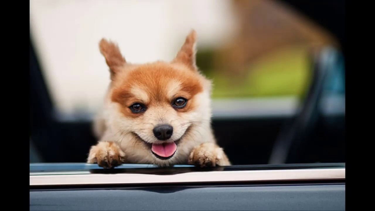 Funny smiling face animals that will make you happy