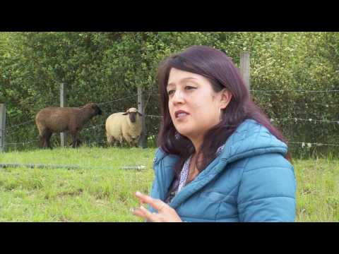 , title : 'Ventajas de criar ovejas hampshire | La Finca de Hoy'