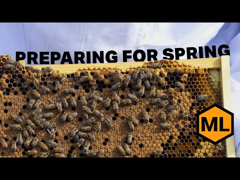 Spring Beekeeping Guide – What to Do After Winter Survival