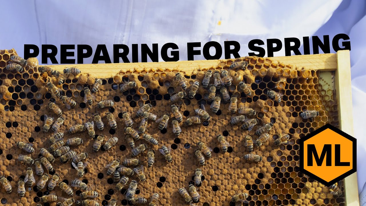 Spring Beekeeping Guide – What to Do After Winter Survival