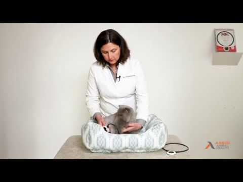 Treating Feline Pain and Inflammation