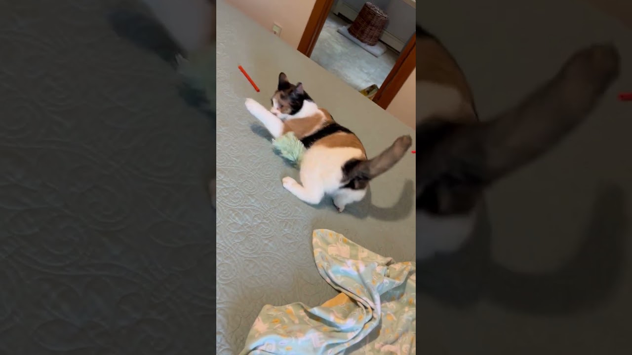 Enlarge Sunspot, a Adoptable Domestic Short Hair in Traverse City, MI video 6/6