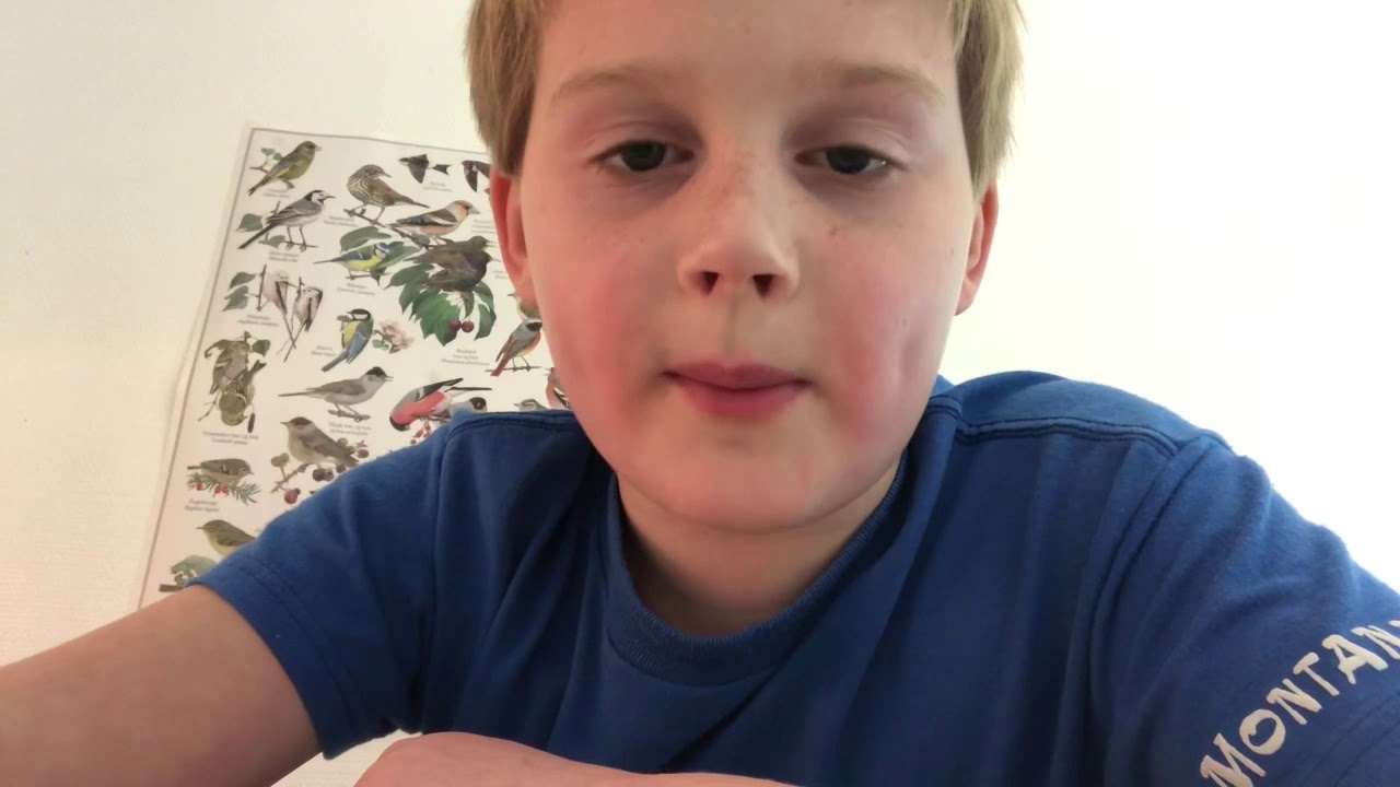 Quiz: Kender du de fem fugle?