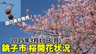 銚子市内の桜開花状況（2025年3月10日撮影）｜Cherry Brossoms Blooming Status in Choshi City on MAR 10, 2025