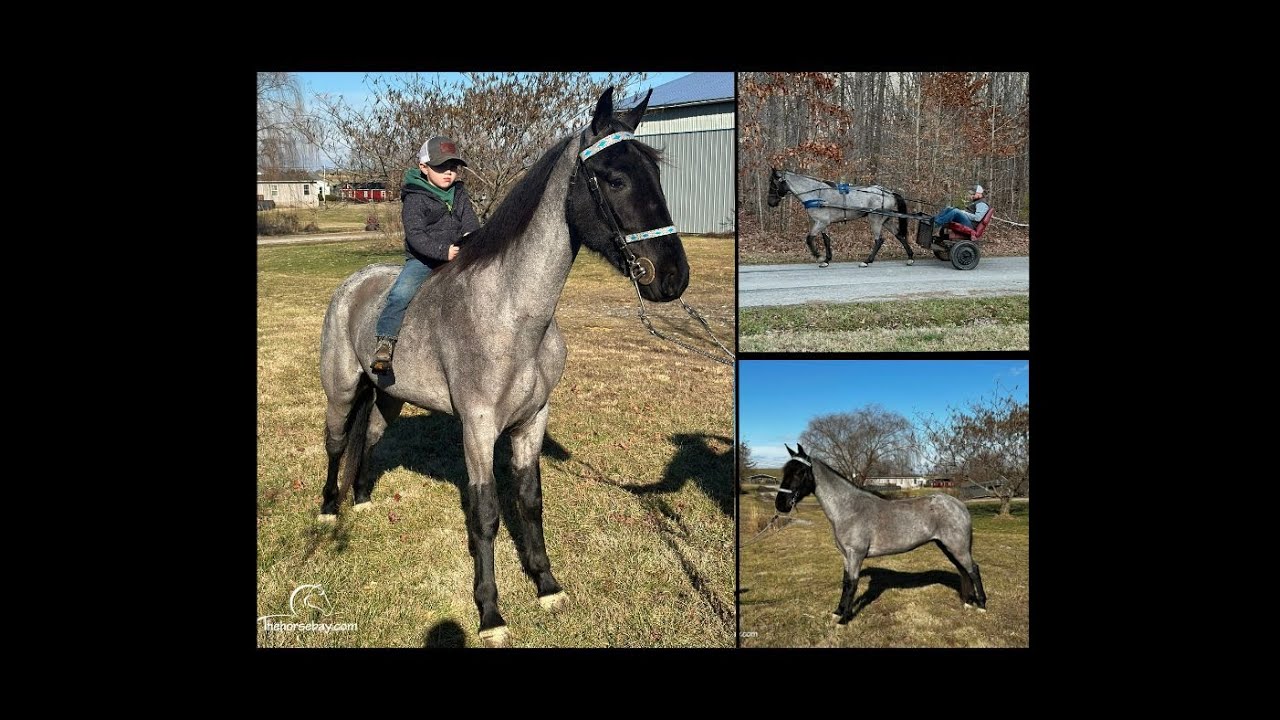 Blue Roan Tennessee Walking Gaited Trail and Driving Horse For Sale