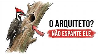 Miniatura do vídeo
