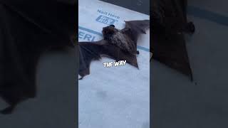 Download lagu Bat's Sound Shakes Camera! 🦇📸 #shorts mp3