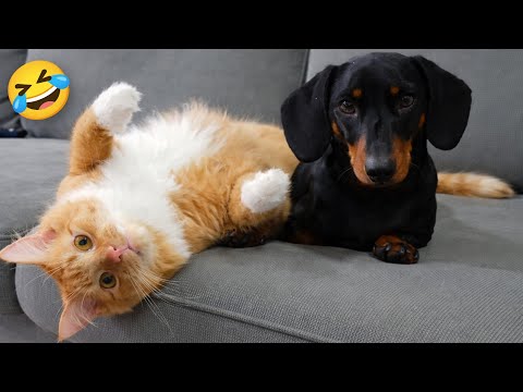 Funniest Pets of the Week 🐶😺 Try Not To Laugh 🤣