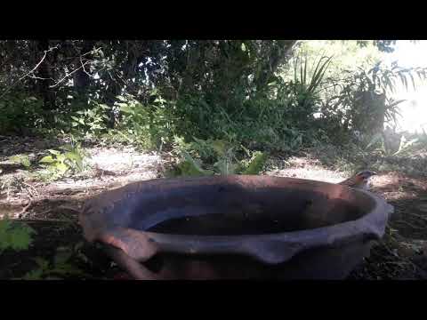 relaxing birds at my natural garden landscape