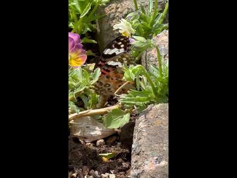 蝶を庭に引き寄せる理由と方法を知りたいですか？生物学的連鎖におけるそれらの役割は何ですか?  庭園