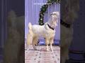 Qurbani Mubarak ️ Bakraeid Bakraeid2025 Bakraeidspecial Bakra Goats Trending Biggoats