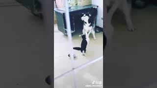 Приколы про животных